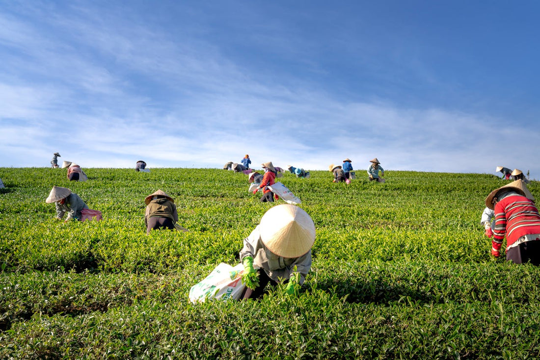 Nicotine in Agriculture